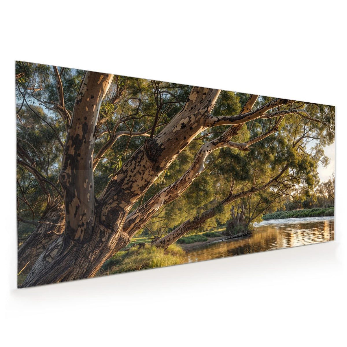 Küchenrückwand aus Glas im Hochformat mit Motiv Baum am Flussufer: Ausladender Eukalyptus über einem ruhigen Fluss im Abendlicht, Gras im Vordergrund