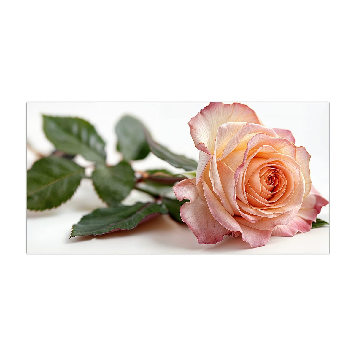 Küchenrückwand aus Glas Rose in Apricot im Hochformat, Motiv bildfüllend von vorn
