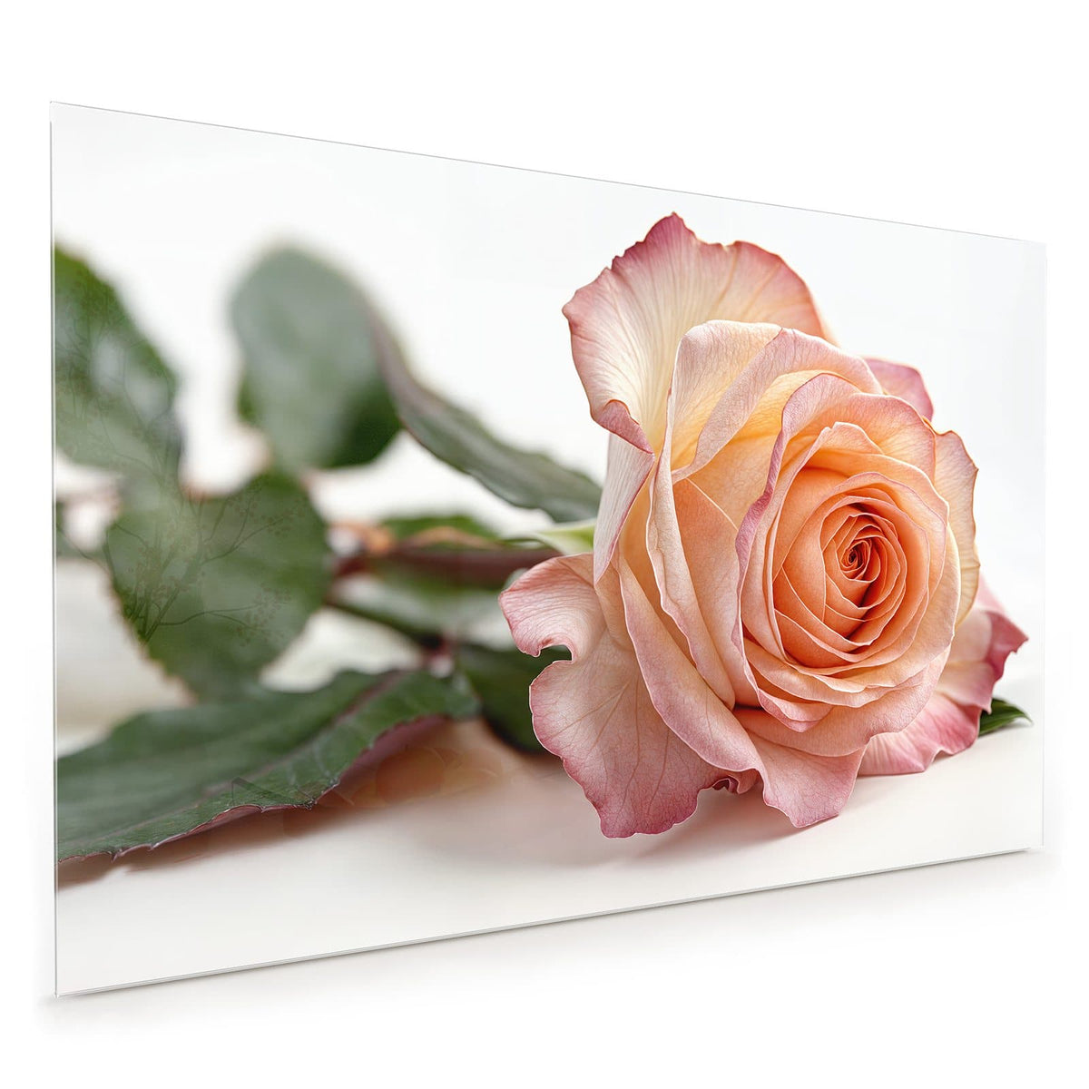 Küchenrückwand aus Glas im Hochformat: Liegende Rose in Apricot mit rosa Rand und grünen Blättern vor Weiß