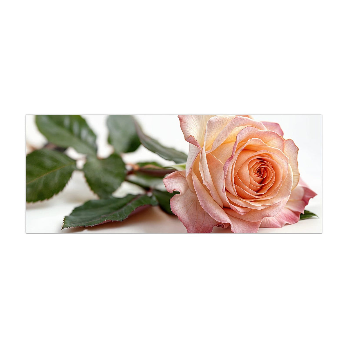 Küchenrückwand aus Glas Rose in Apricot im Hochformat, Motiv bildfüllend von vorn