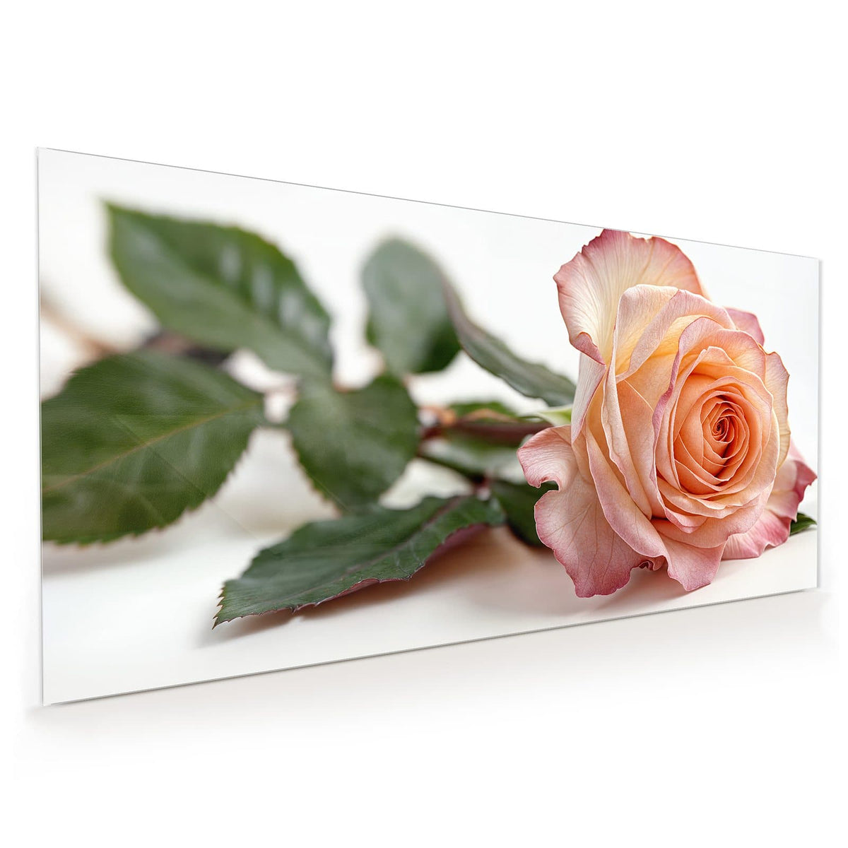 Küchenrückwand aus Glas im Hochformat: Liegende Rose in Apricot mit rosa Rand und grünen Blättern vor Weiß