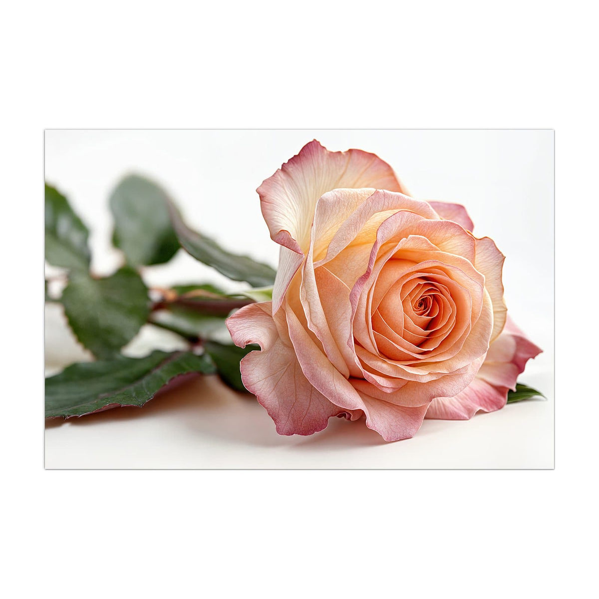 Küchenrückwand aus Glas Rose in Apricot im Hochformat, Motiv bildfüllend von vorn