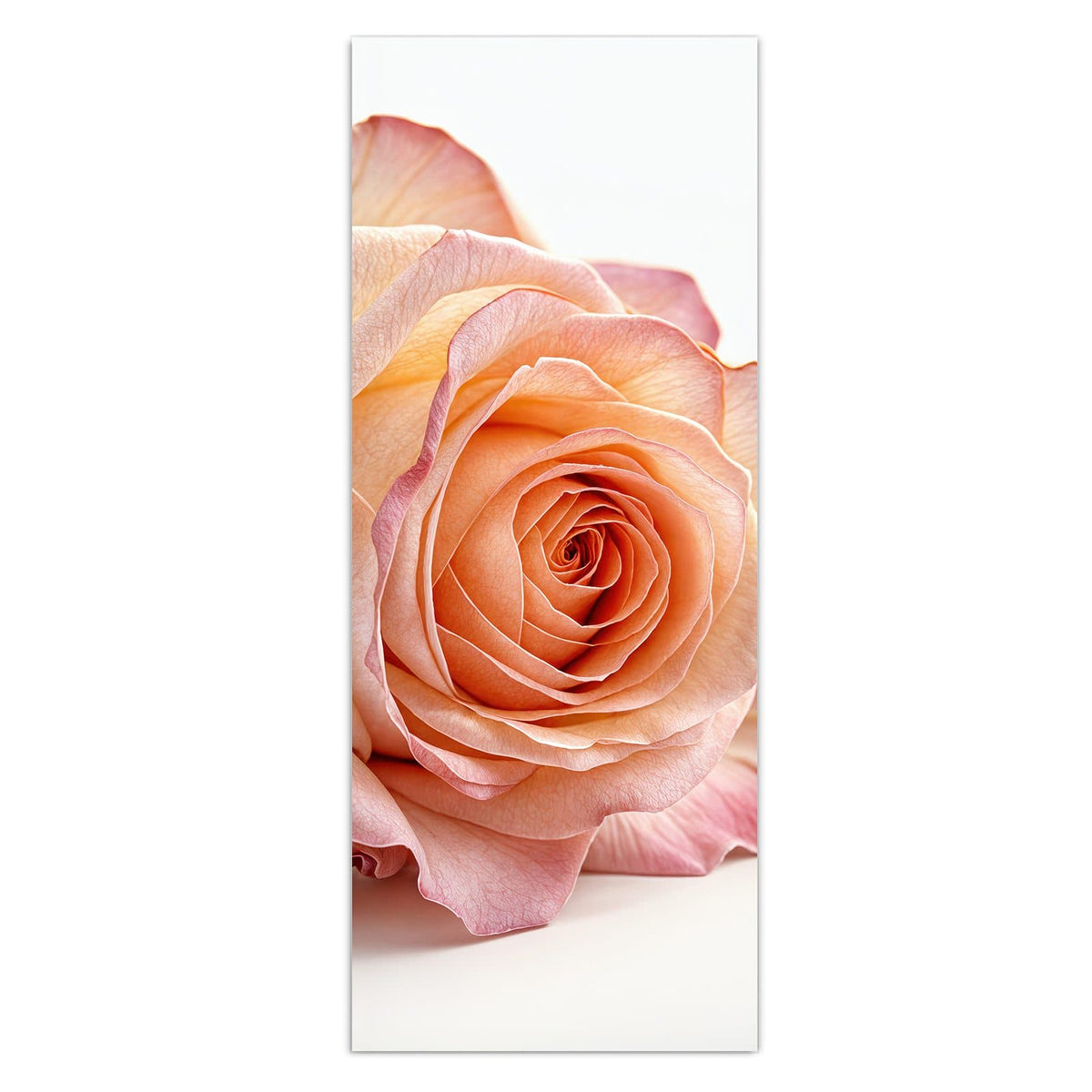 Wandbild - Rose in Apricot - Hochformat – Apricotfarbene Rose mit rosa Rand