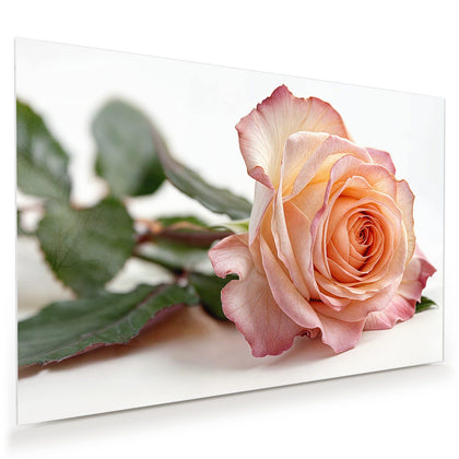 Wandbild mit dem Motiv Rose in Apricot