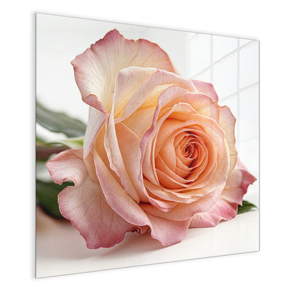 Magnettafel mit dem Motiv Rose in Apricot