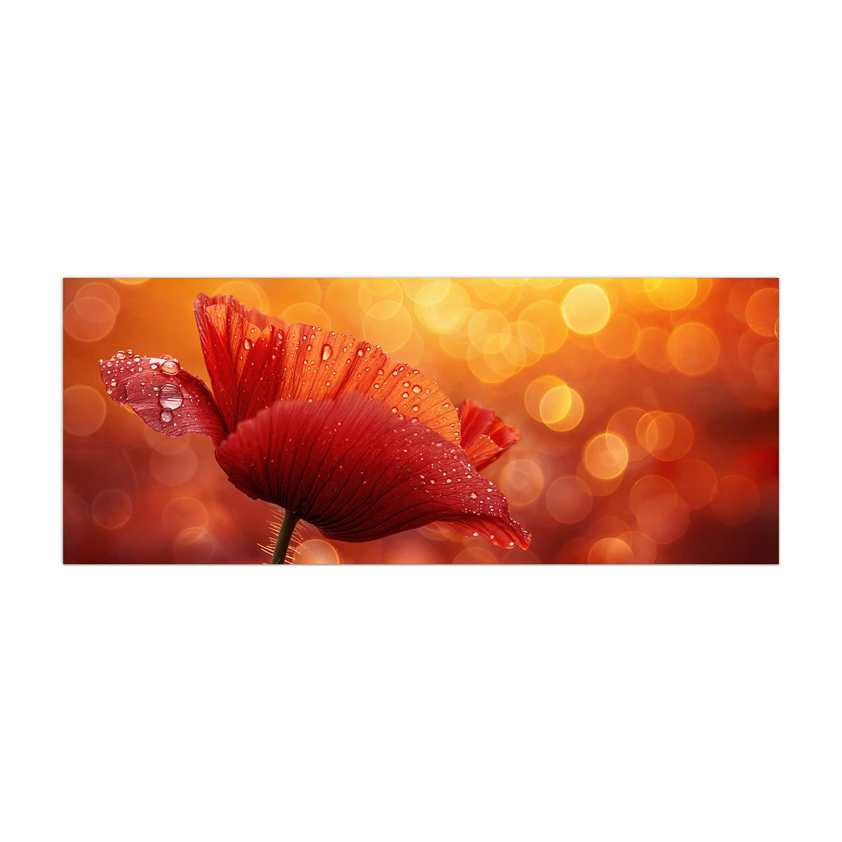 Küchenrückwand aus Glas Mohn mit Tautropfen im Hochformat, Motiv bildfüllend von vorn