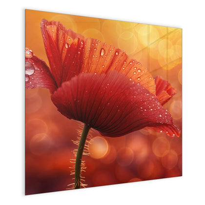Magnettafel mit dem Motiv Mohn mit Tautropfen