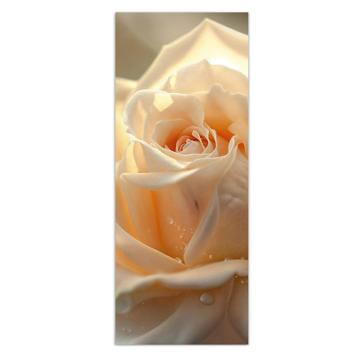 Wandbild - Rose mit Wassertropfen - Hochformat – Cremefarbene Rose mit Wassertropfen