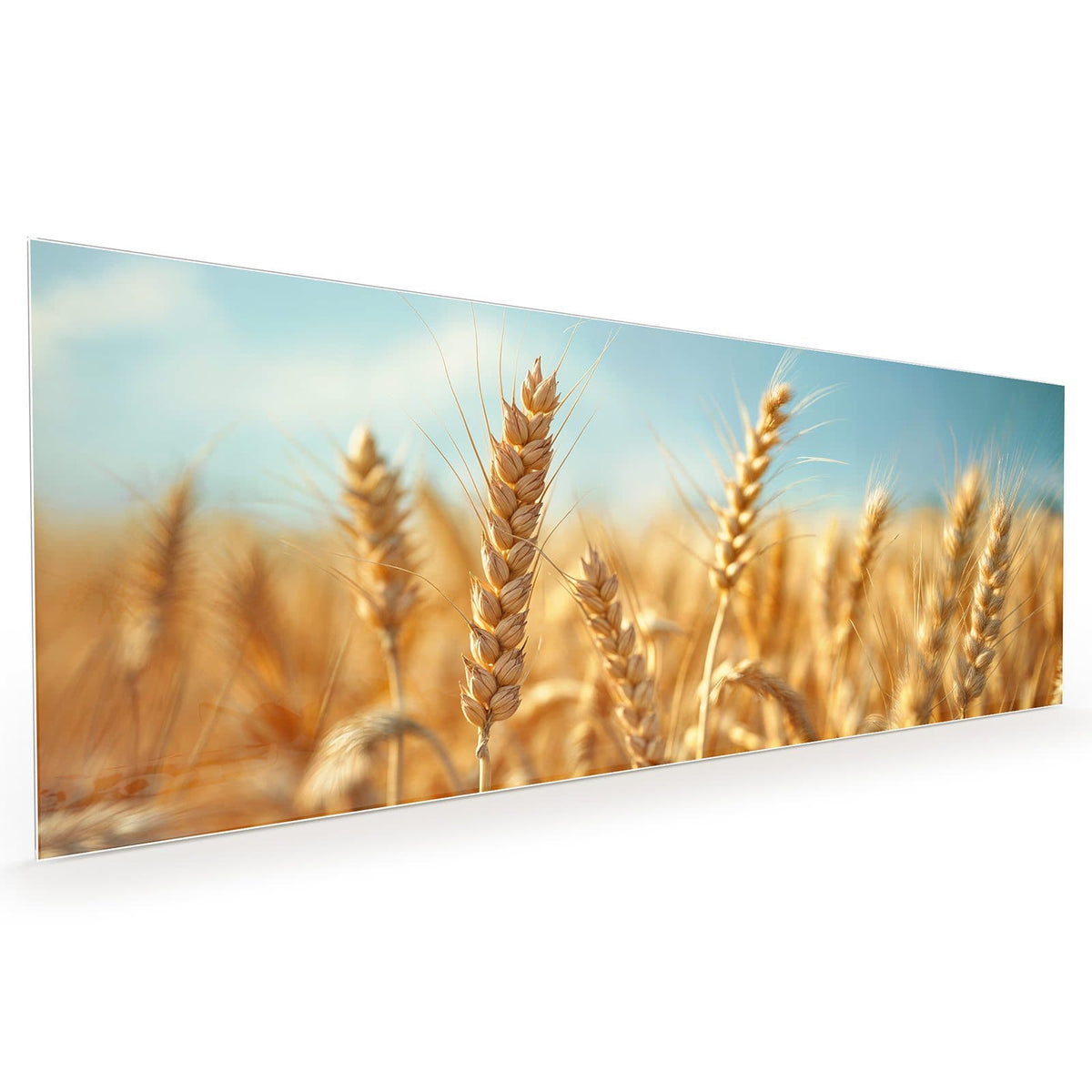 Küchenrückwand aus Glas im Hochformat mit Motiv Weizen im Sonnenlicht: Goldene Weizenähren in Nahaufnahme vor hellblauem, fast wolkenlosem Himmel