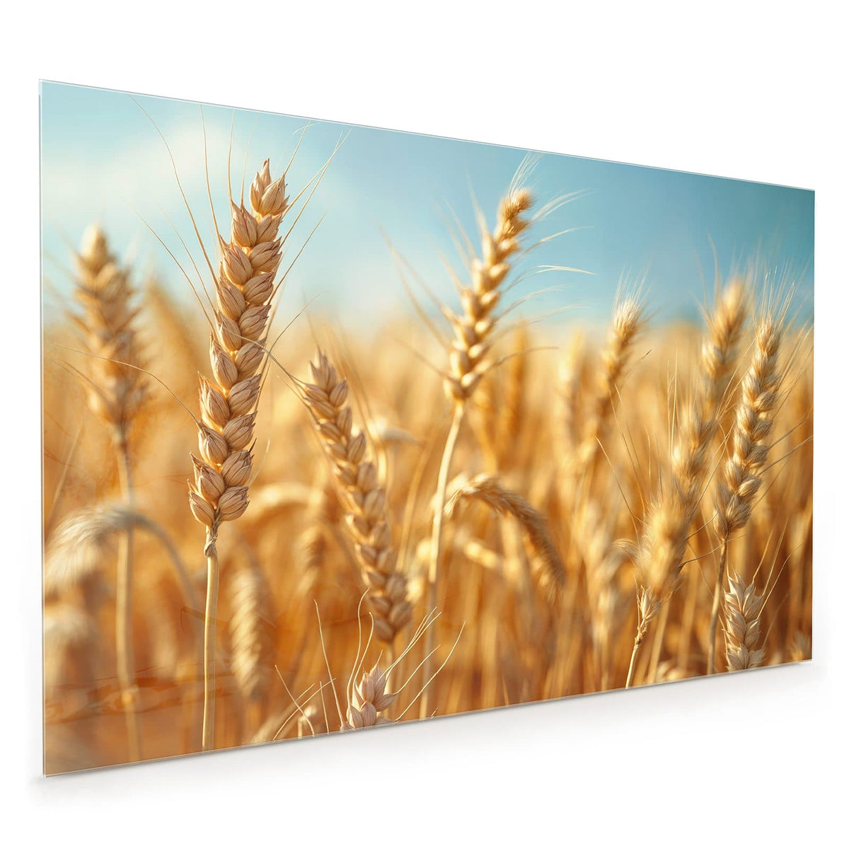Küchenrückwand aus Glas im Hochformat mit Motiv Weizen im Sonnenlicht: Goldene Weizenähren in Nahaufnahme vor hellblauem, fast wolkenlosem Himmel