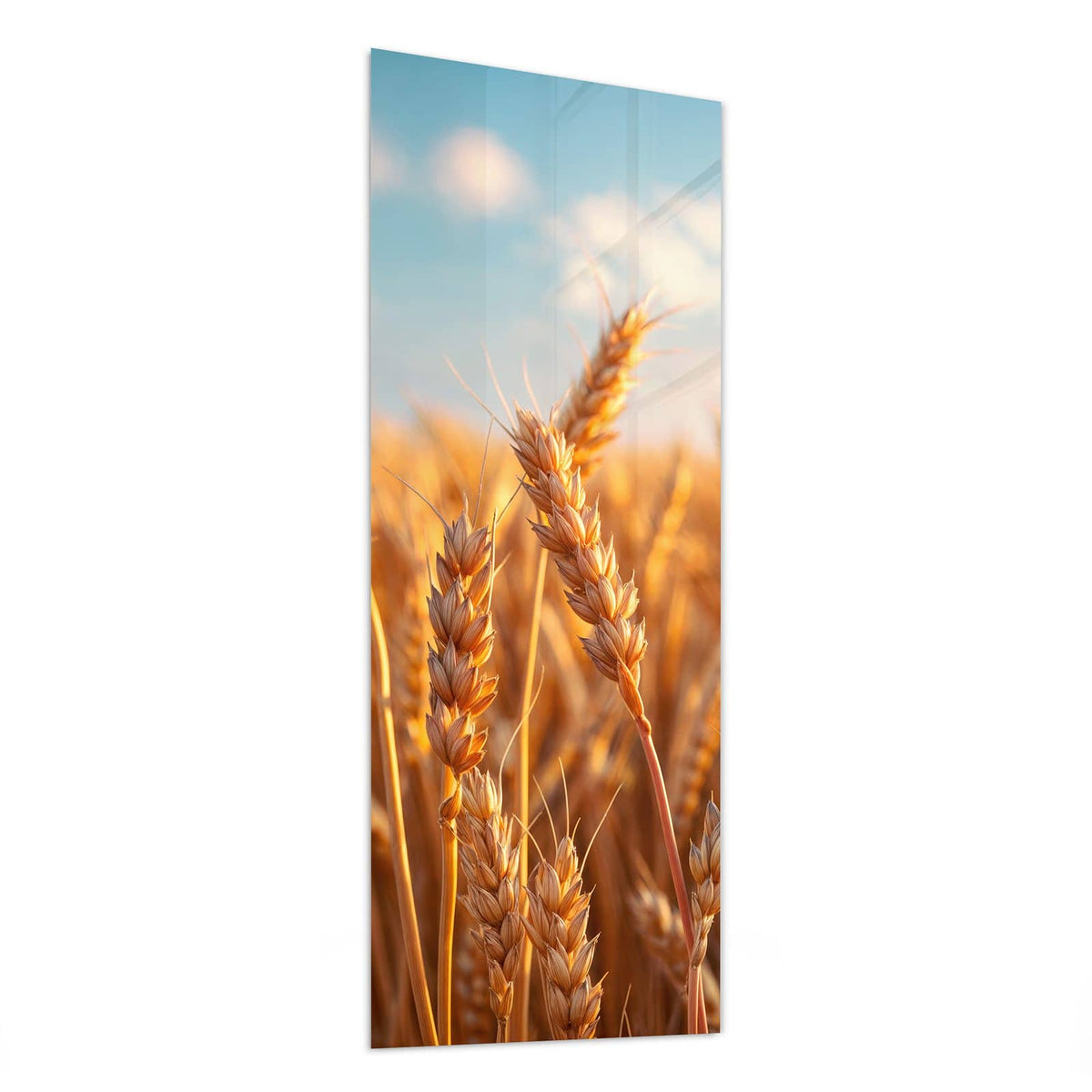 Glasbild Reifer Weizen von der Seite, 4 mm Echtglas