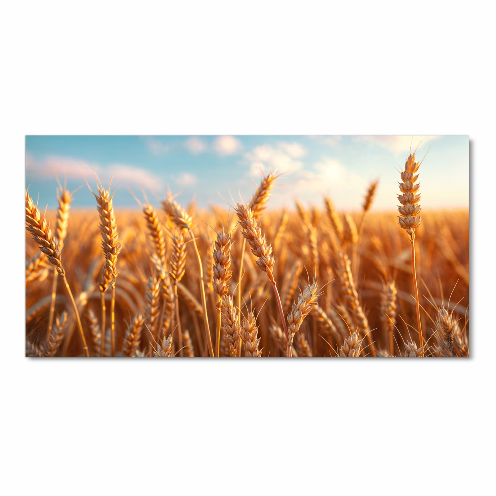 Langlebiger waschbarer Küchenteppich mit Motiv Weizenfeld Sonnenuntergang in Frontansicht