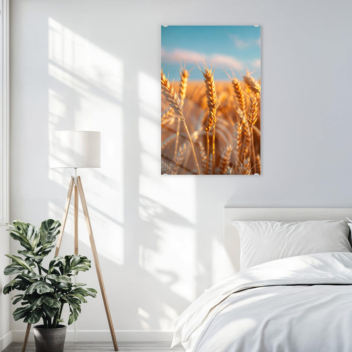 Glasbild Reifer Weizen an der Wand – Reife Weizenähren im warmen Gegenlicht vor kräftig blauem Himmel mit Wölkchen