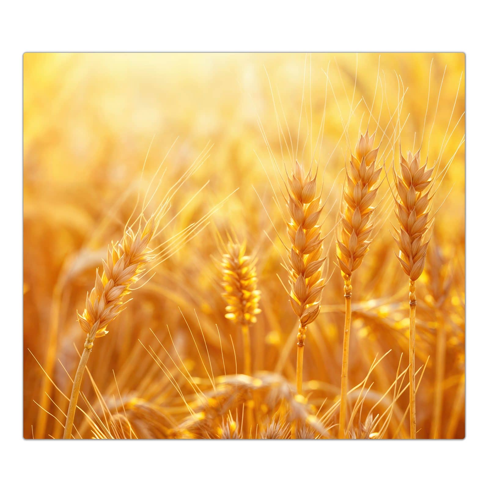 1-teilige Herdabdeckplatte mit Goldene Ähren im Abendlicht-Motiv in der Frontansicht #grösse_1-Teilig (60x52cm)