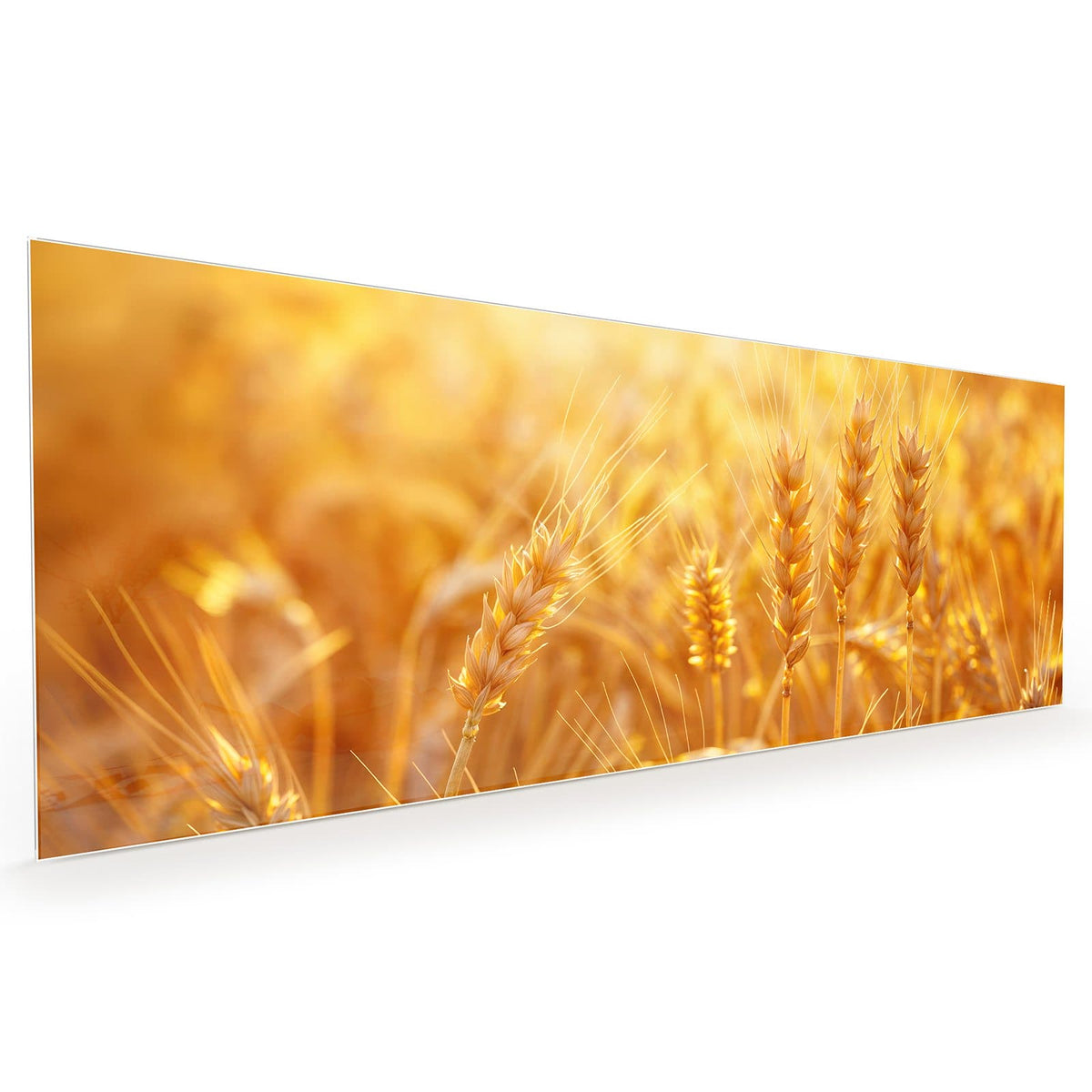 Küchenrückwand aus Glas im Hochformat: Nahaufnahme reifer Weizenähren im goldgelben Gegenlicht, Hintergrund unscharf #grösse_40 x 100 cm #grösse_50 x 125 cm #grösse_60 x 150 cm