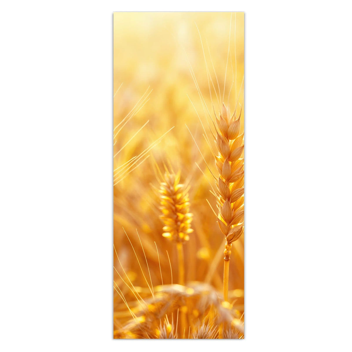 Wandbild - Weizen im Gegenlicht - Hochformat – Goldene Ähren im warmen Gegenlicht