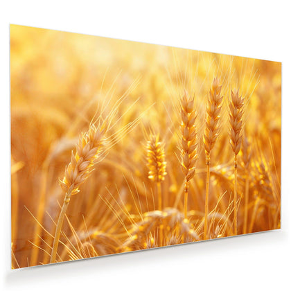 Wandbild mit dem Motiv Weizen im Gegenlicht