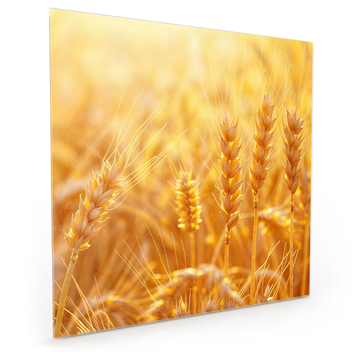 Küchenrückwand aus Glas im quadratischen Format: Nahaufnahme reifer Weizenähren im goldgelben Gegenlicht, Hintergrund unscharf #grösse_50 x 50 cm #grösse_60 x 60 cm #grösse_40 x 40 cm