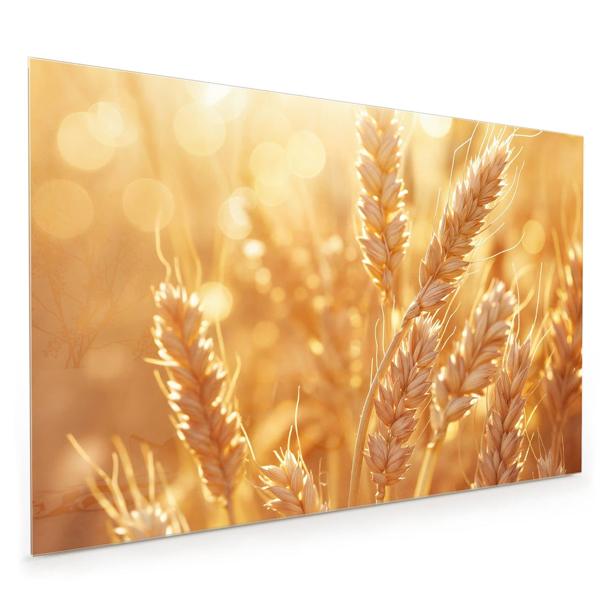 Küchenrückwand aus Glas im Hochformat: Reife Weizenähren in Nahaufnahme vor goldenem Bokeh