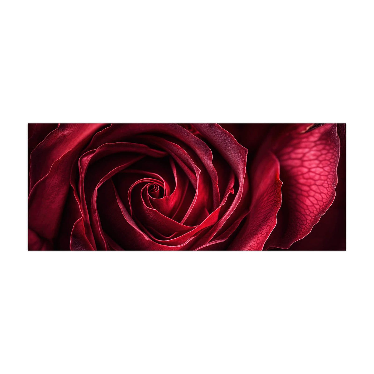 Küchenrückwand aus Glas Tiefrote Rosenblüte im Hochformat, Motiv bildfüllend von vorn