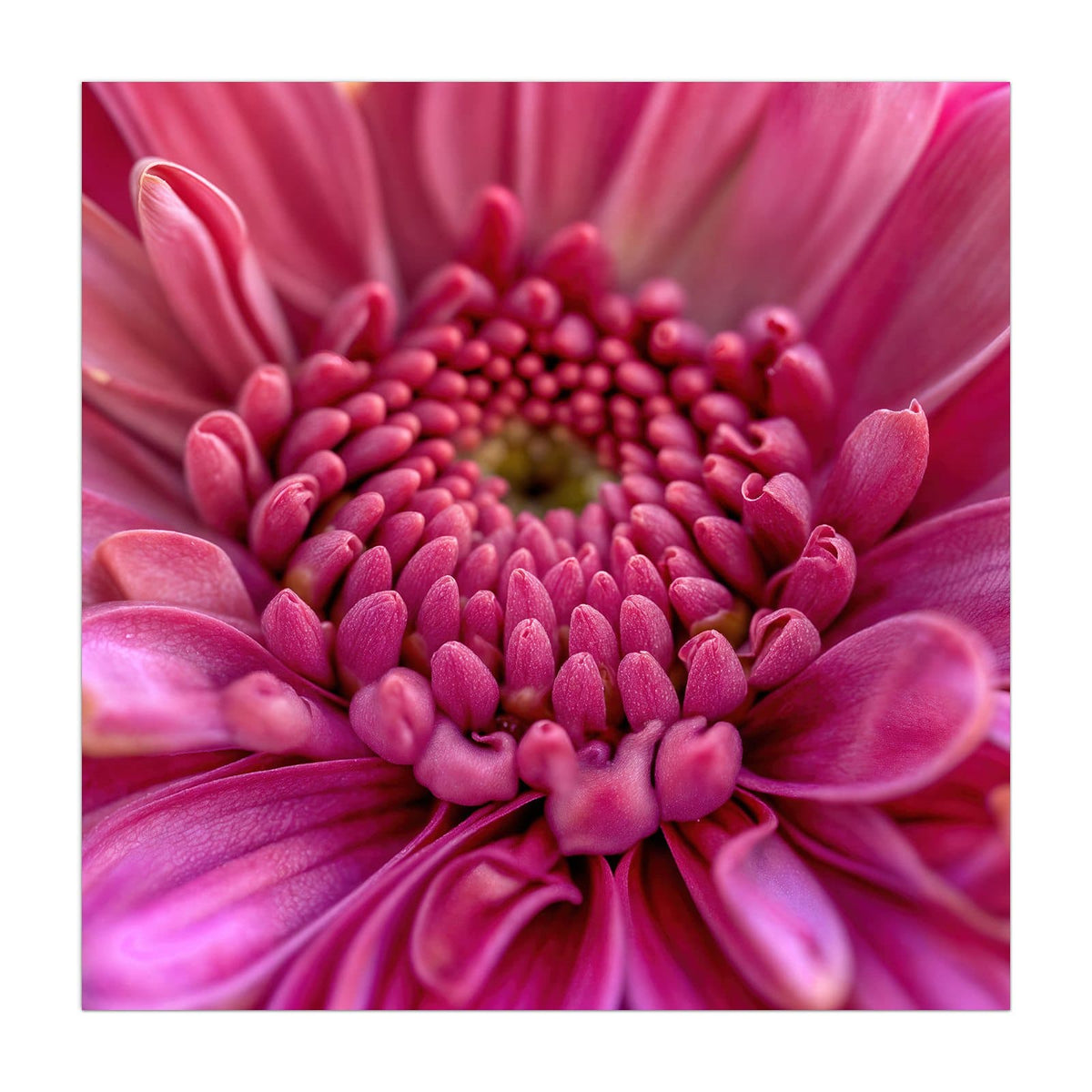 Küchenrückwand aus Glas Pinke Blütenspirale im quadratischen Format, Motiv bildfüllend von vorn