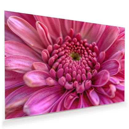 Wandbild mit dem Motiv Pinke Blütenspirale