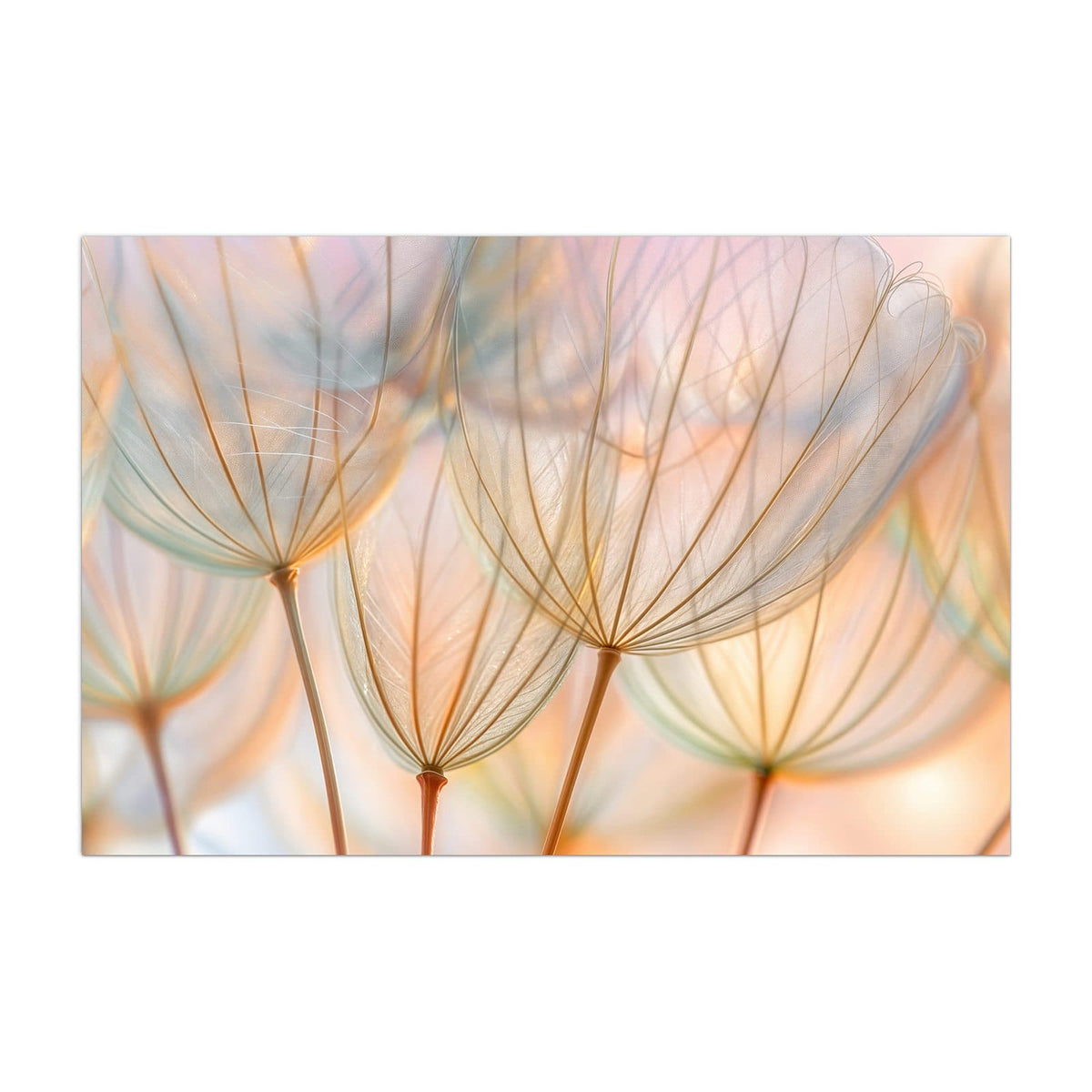 Küchenrückwand aus Glas Pusteblume in Pastell im Hochformat, Motiv bildfüllend von vorn