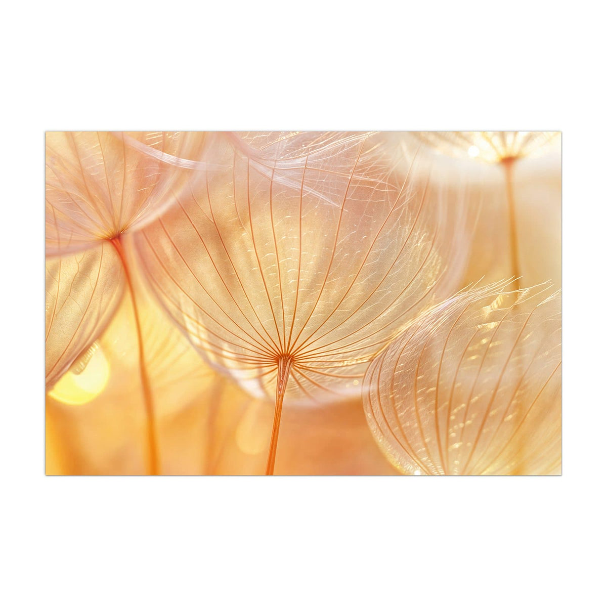 Küchenrückwand aus Glas Pusteblume im Goldlicht im Hochformat, Motiv bildfüllend von vorn