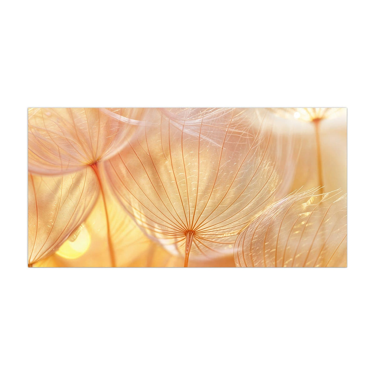 Küchenrückwand aus Glas Pusteblume im Goldlicht im Hochformat, Motiv bildfüllend von vorn