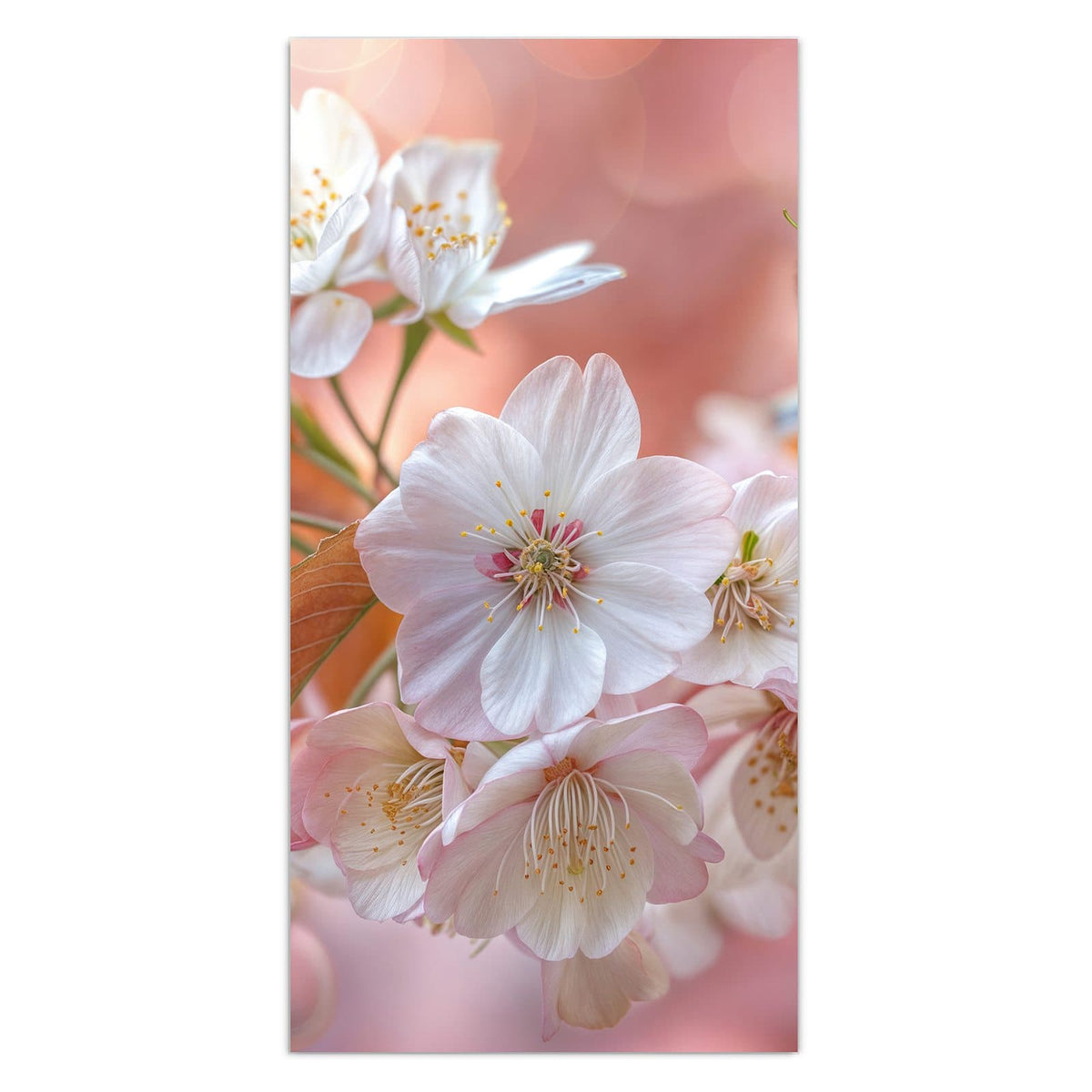 Weiße Kirschblüten mit bronzefarbenen jungen Blättern vor pfirsichfarbenem Bokeh.
