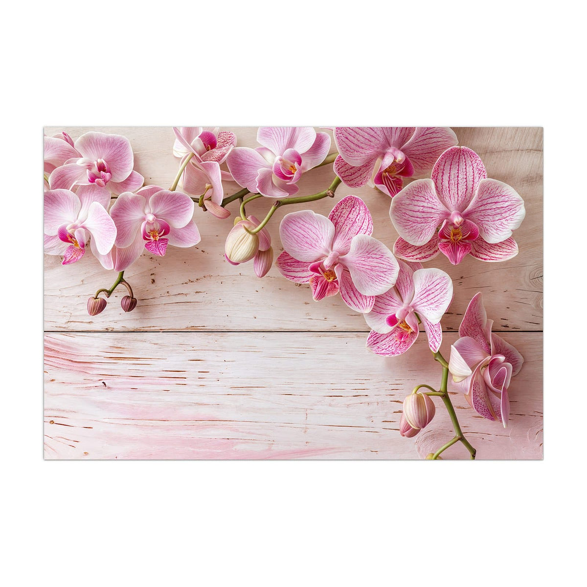 Küchenrückwand aus Glas Orchideen auf Rosa im Hochformat, Motiv bildfüllend von vorn