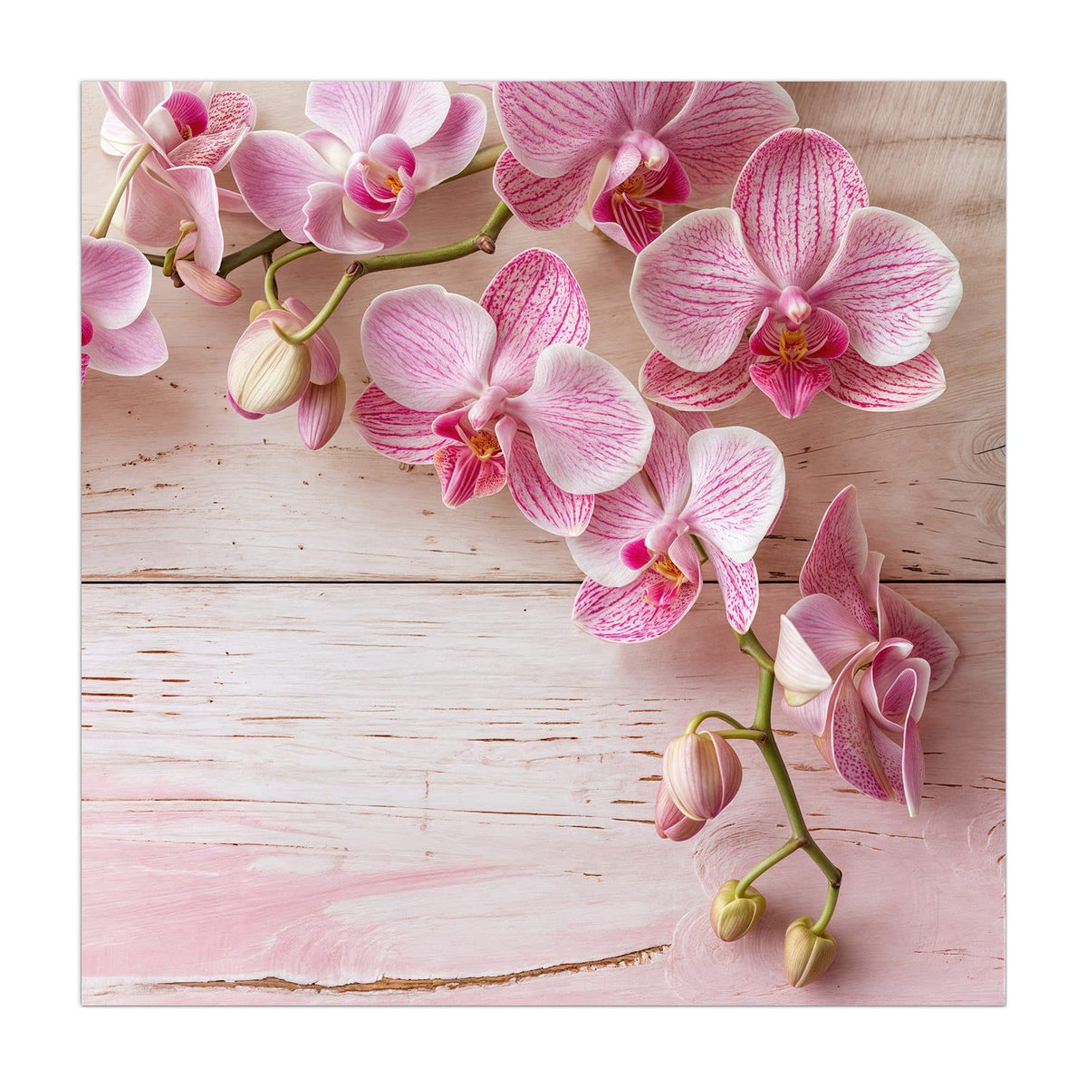 Küchenrückwand aus Glas Orchideen auf Rosa im quadratischen Format, Motiv bildfüllend von vorn