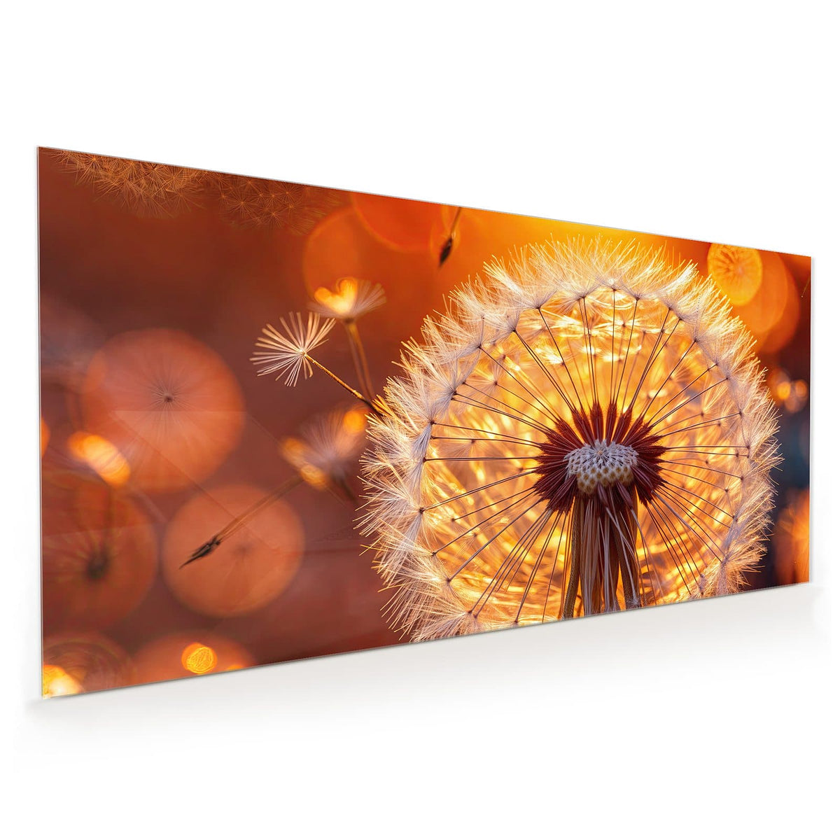 Küchenrückwand aus Glas im Hochformat: Pusteblume im Gegenlicht der untergehenden Sonne, einzelne Schirmchen fliegen