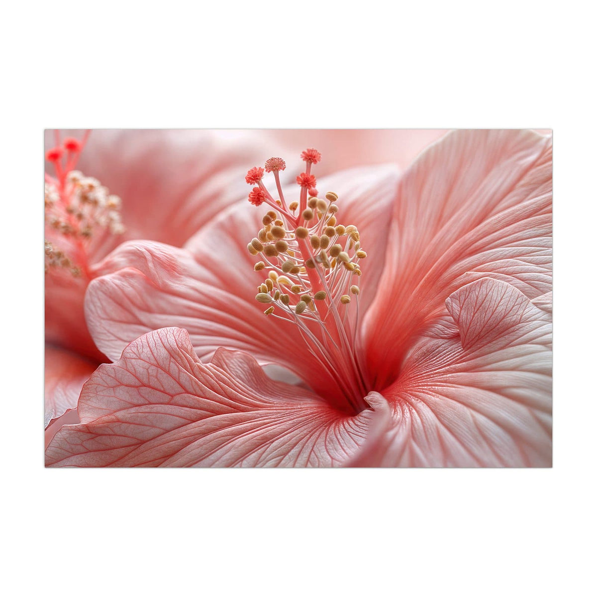 Küchenrückwand aus Glas Rosa Hibiskusblüte im Hochformat, Motiv bildfüllend von vorn