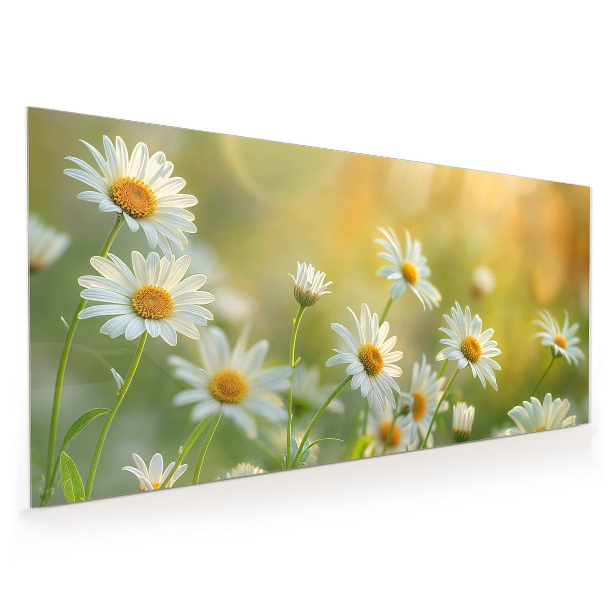 Küchenrückwand aus Glas im Hochformat: Weiße Margeriten mit gelber Mitte auf langen Stielen im Gegenlicht