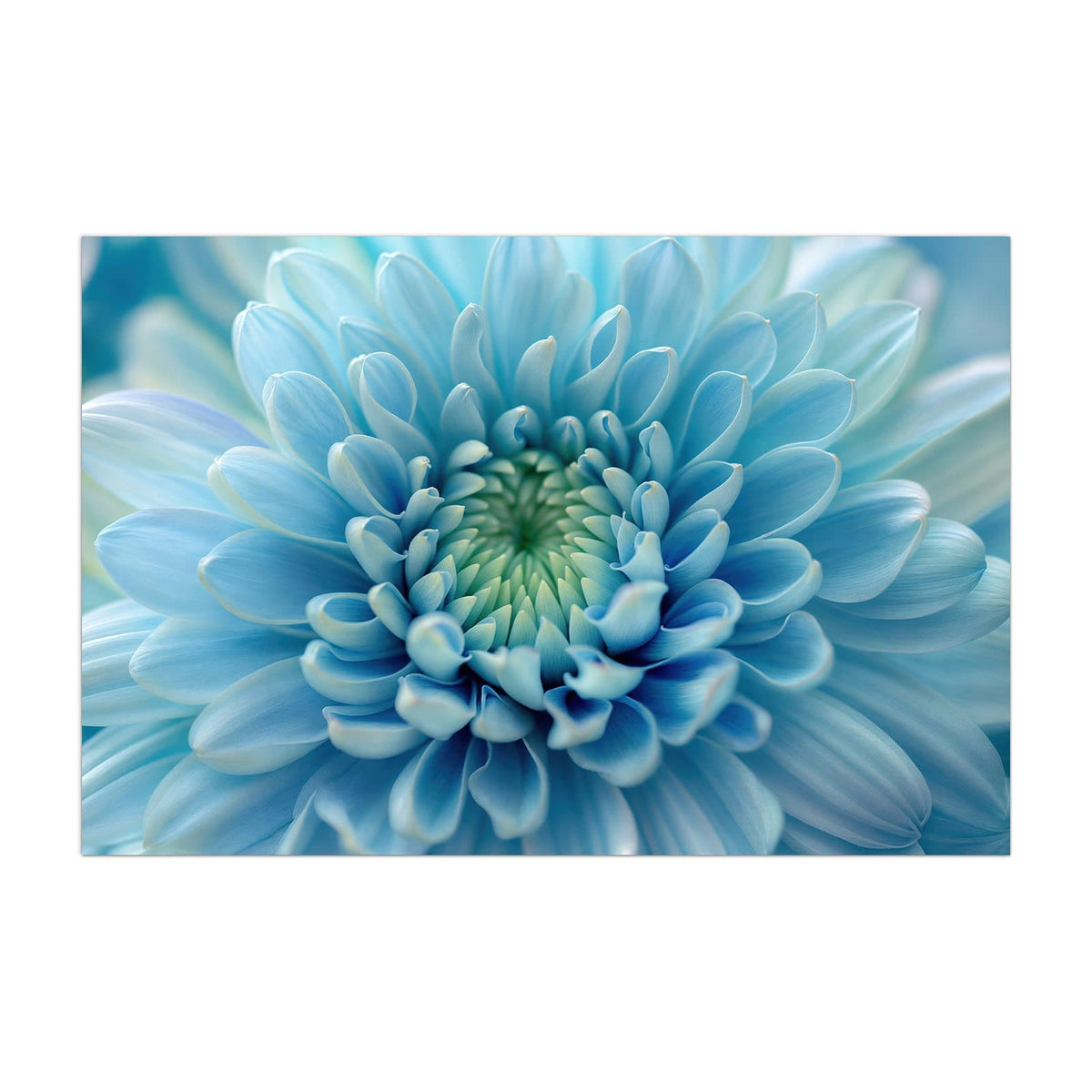 Küchenrückwand aus Glas Helle Chrysantheme im Hochformat, Motiv bildfüllend von vorn