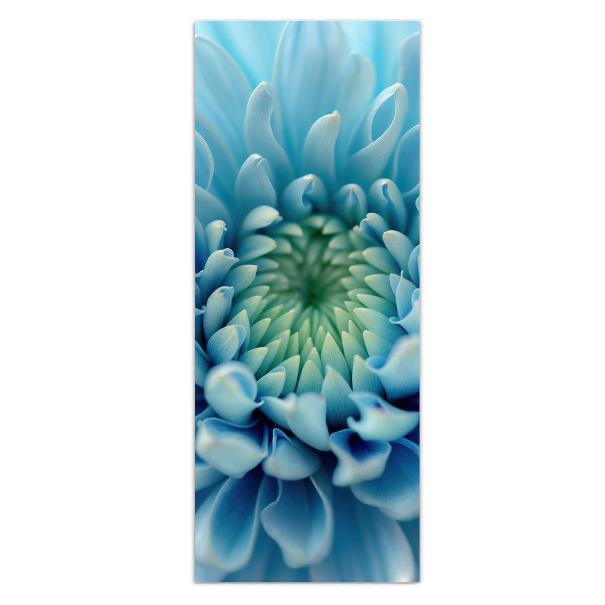 Wandbild - Helle Chrysantheme - Hochformat – Blaue Blüte in Spiralform