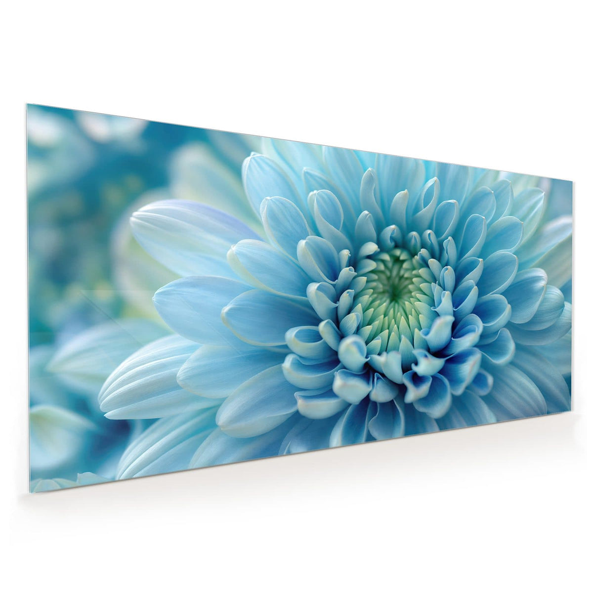 Küchenrückwand aus Glas im Hochformat mit Motiv Helle Chrysantheme: Makro einer hellblauen Chrysantheme, die Blütenblätter laufen spiralig zur grünlichen Mitte