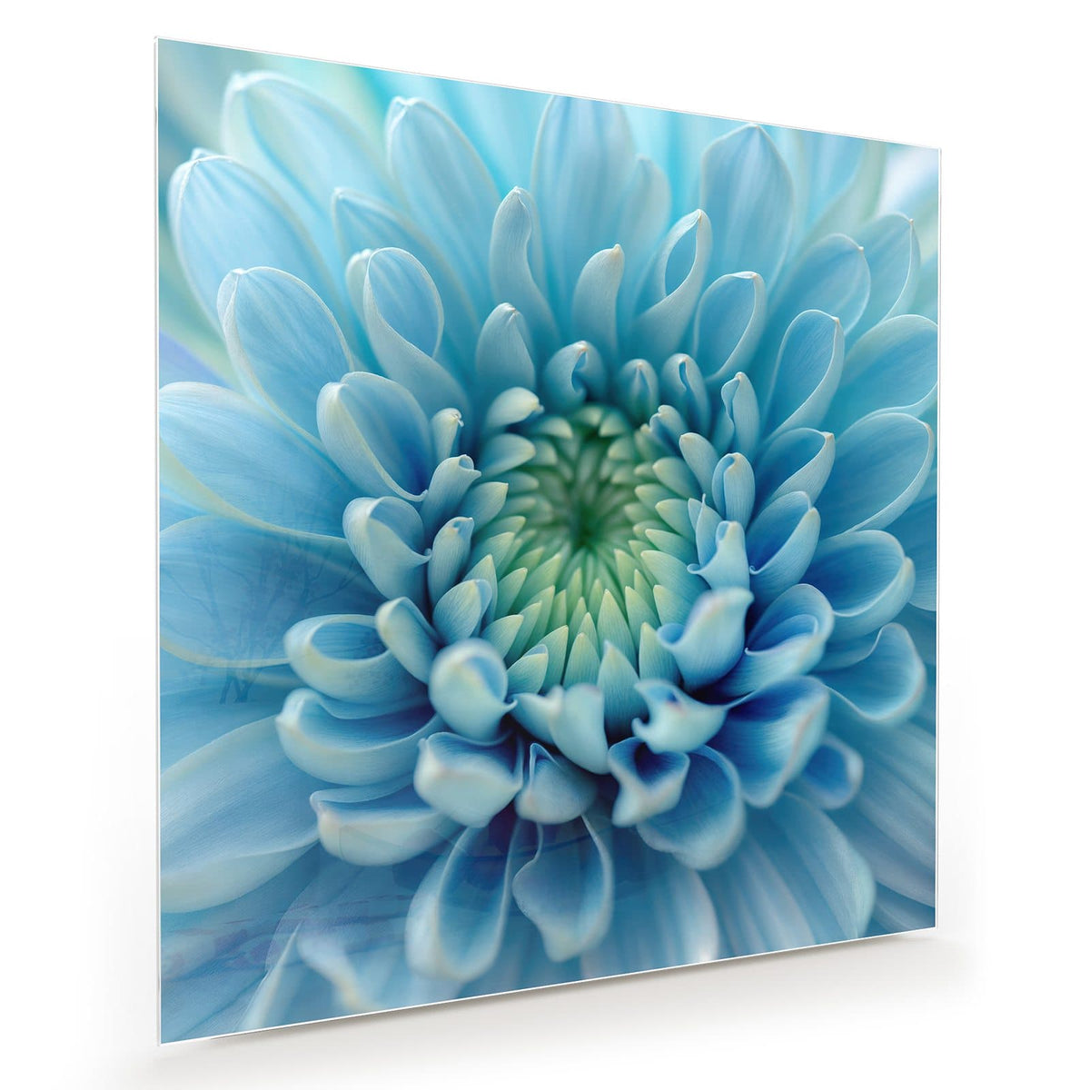 Makro einer hellblauen Chrysantheme, die Blütenblätter laufen spiralig zur grünlichen Mitte