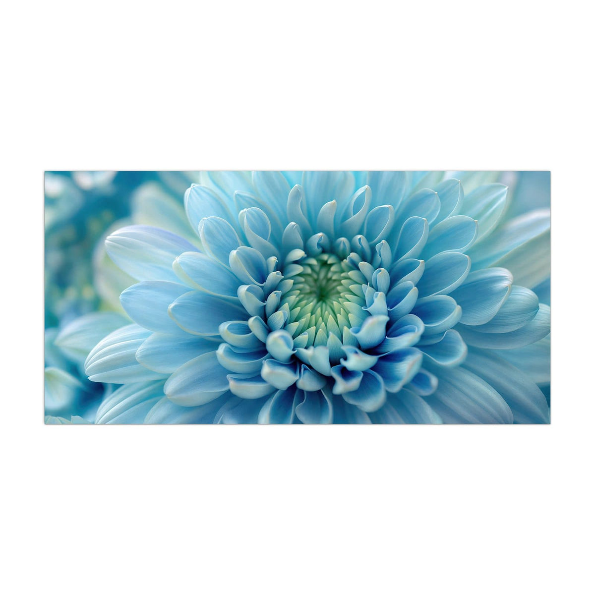 Küchenrückwand aus Glas Helle Chrysantheme im Hochformat, Motiv bildfüllend von vorn