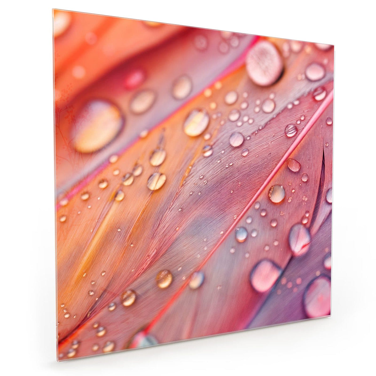 Küchenrückwand aus Glas im quadratischen Format: Makro rosa-oranger Federn, dicht mit runden Wassertropfen besetzt #grösse_40 x 40 cm #grösse_50 x 50 cm #grösse_60 x 60 cm