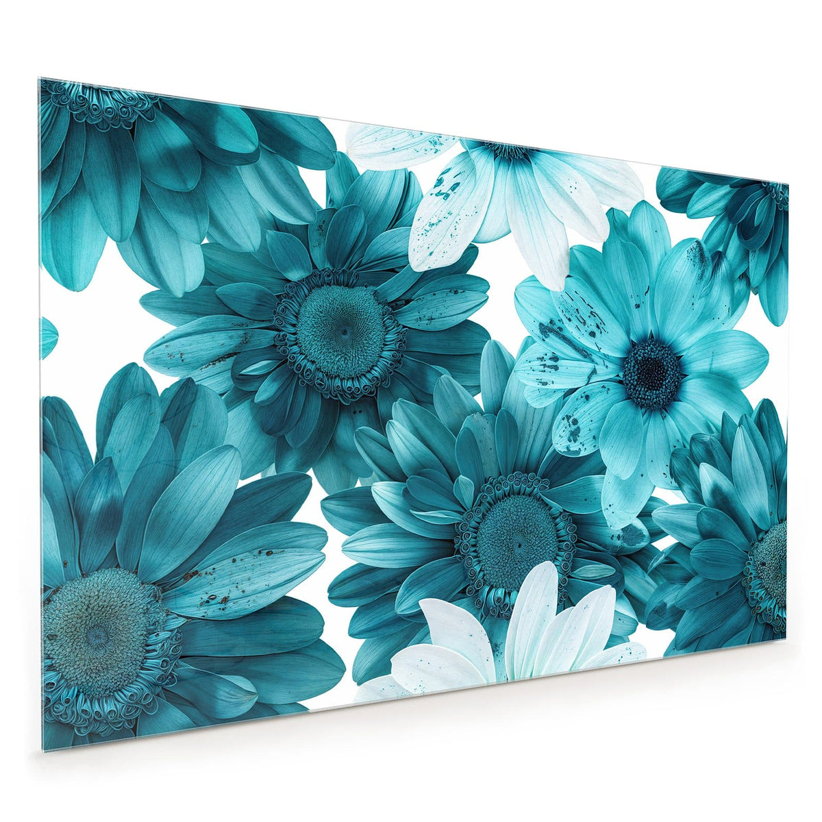 Küchenrückwand aus Glas im Hochformat: Große türkisblaue Gerbera-artige Blüten dicht an dicht vor Weiß