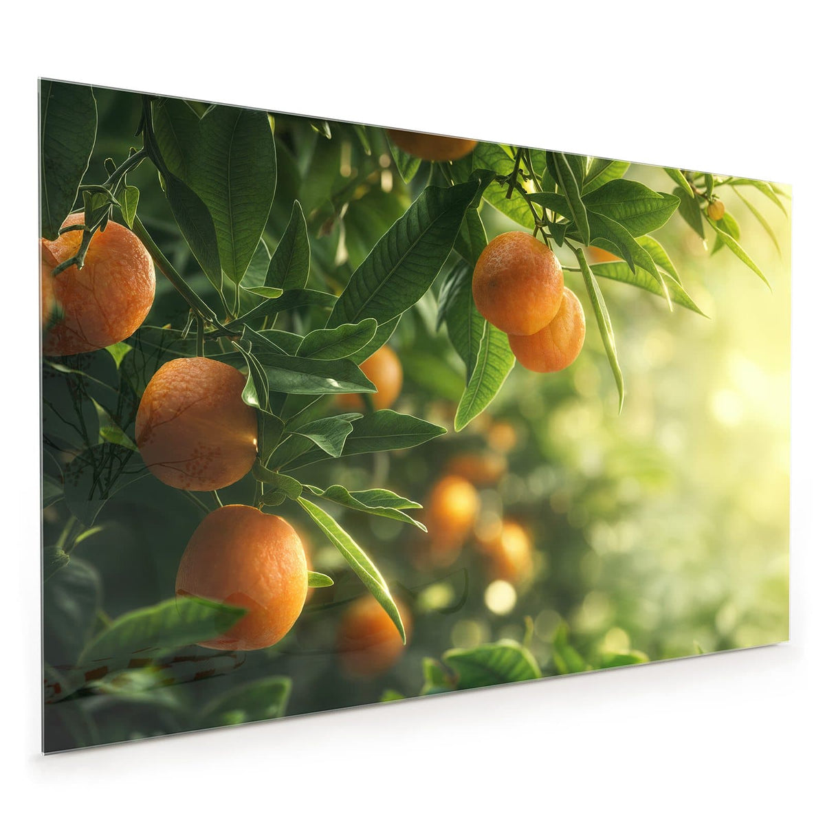 Küchenrückwand aus Glas im Hochformat: Reife Orangen zwischen grünen Blättern an Zweigen, sonniges Gegenlicht.