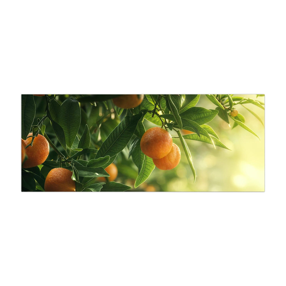 Küchenrückwand aus Glas Reife Orangen am Zweig im Hochformat, Motiv bildfüllend von vorn