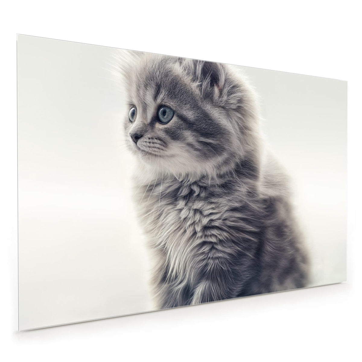 Küchenrückwand aus Glas im Hochformat: Junges, sehr flauschiges graues Kätzchen sitzt vor hellem Hintergrund