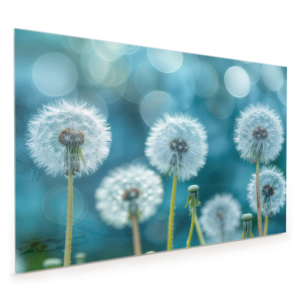 Küchenrückwand aus Glas im Hochformat: Vier Pusteblumen-Samenstände vor türkisblauem Bokeh, keine Wiese