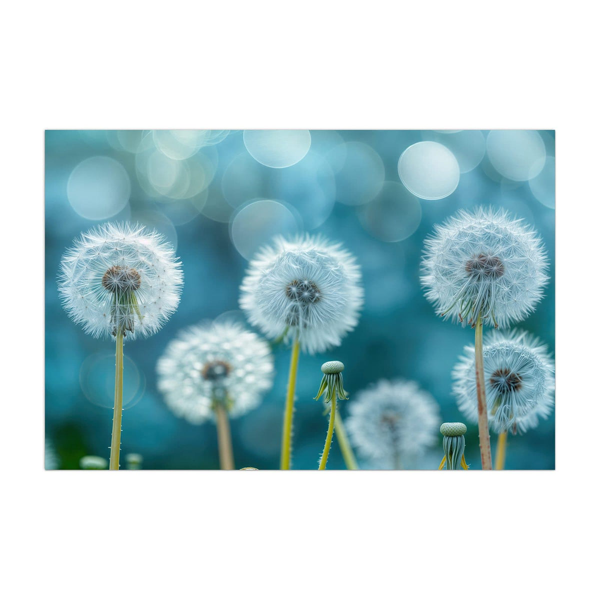 Küchenrückwand aus Glas Pusteblumen in Türkis im Hochformat, Motiv bildfüllend von vorn