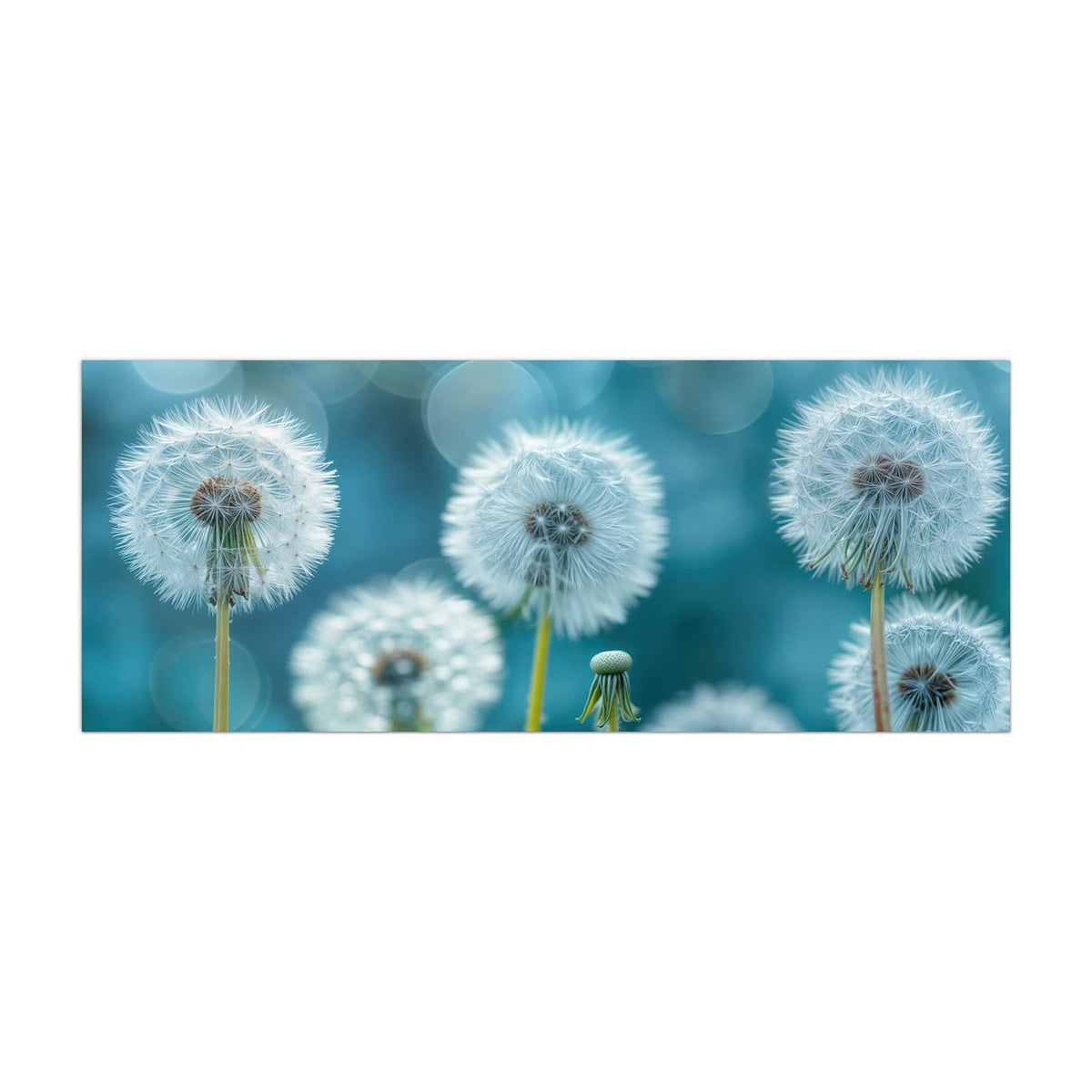 Küchenrückwand aus Glas Pusteblumen in Türkis im Hochformat, Motiv bildfüllend von vorn