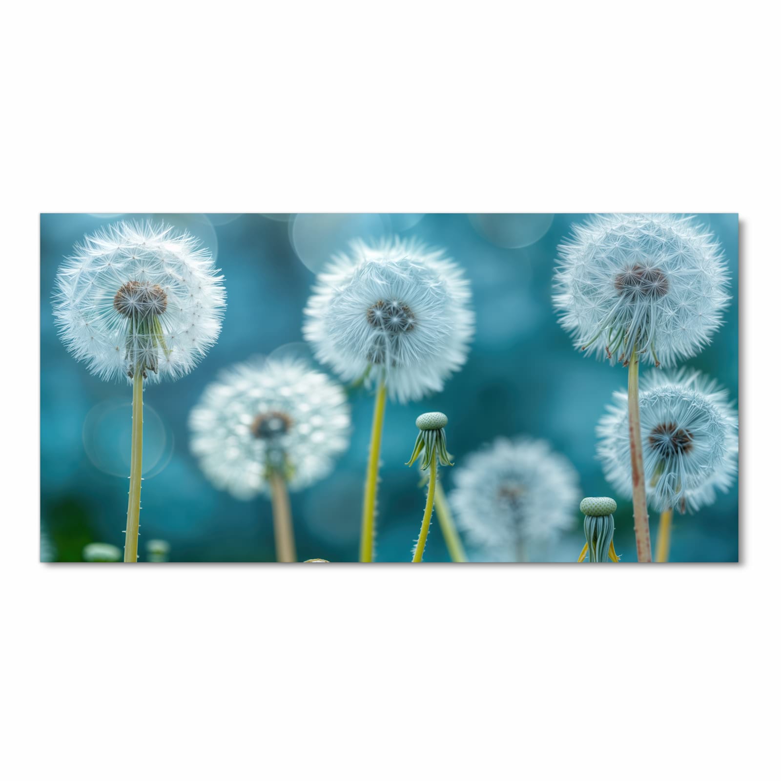 Rutschfester Küchenläufer mit Motiv Löwenzahnwiese in Frontansicht für sicheren Stand