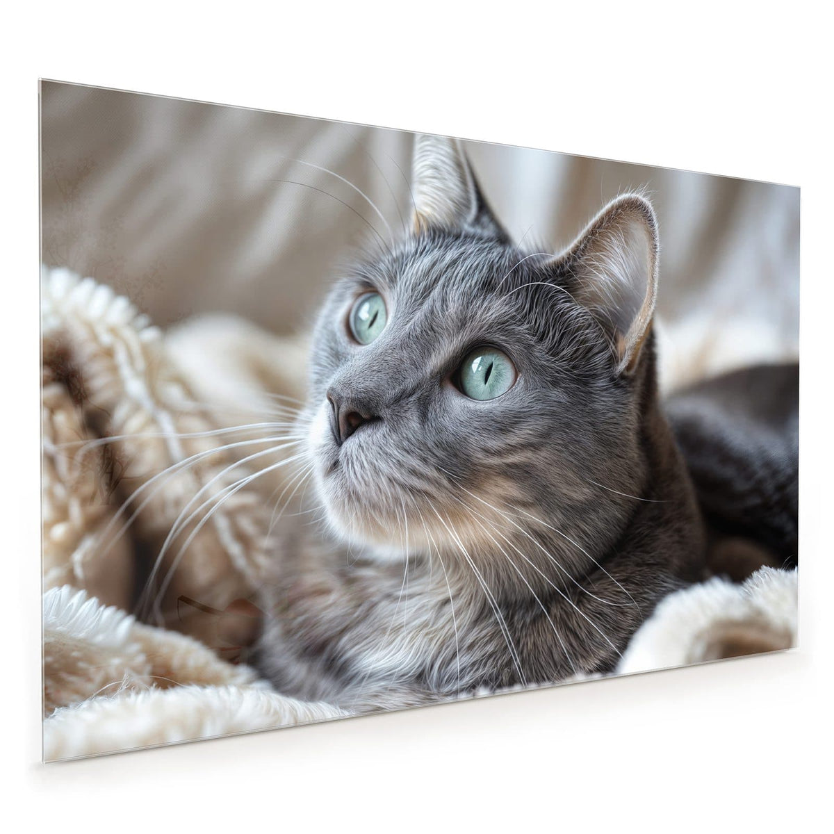 Küchenrückwand aus Glas im Hochformat: Graue Katze mit grüntürkisen Augen liegt auf einer flauschigen hellen Decke, Blick nach oben